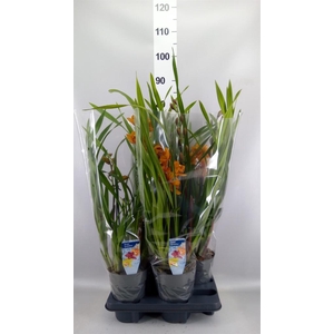 Cymbidium   ...