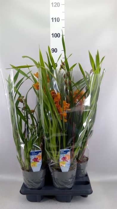 <h4>Cymbidium   ...</h4>
