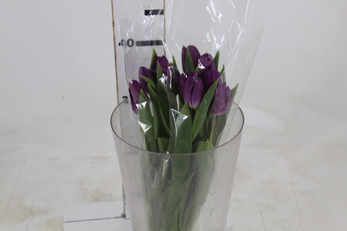 <h4>TULIPA ROXO</h4>