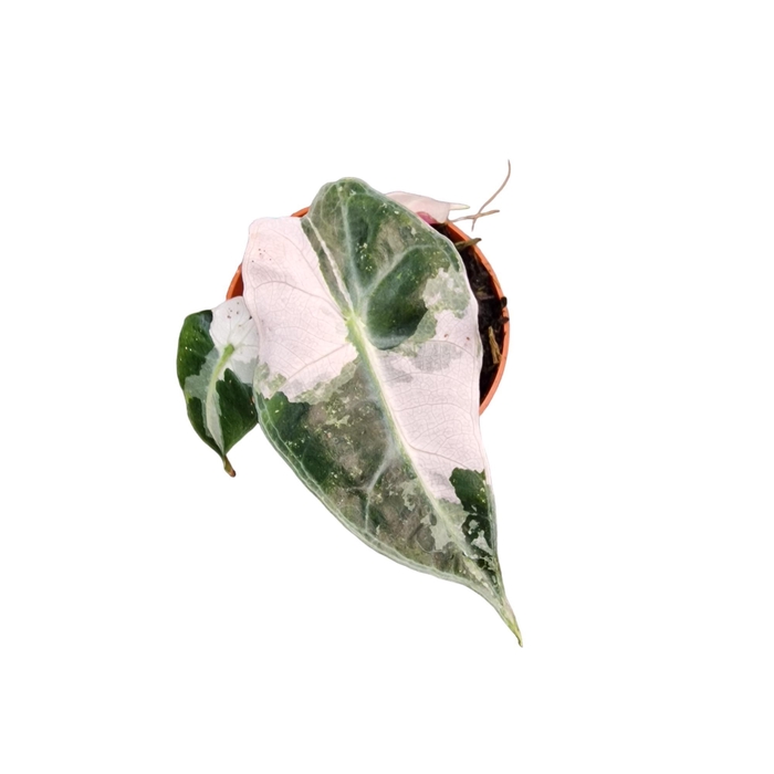 <h4>Alocasia Polly Variegata</h4>