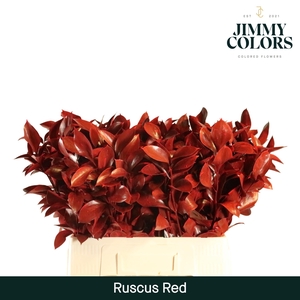 Ruscus L60 Klbh. Rood