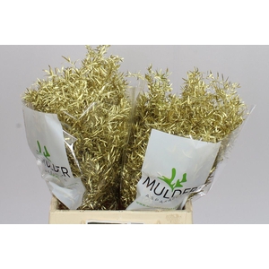 Asparagus Cwebe Gold X50