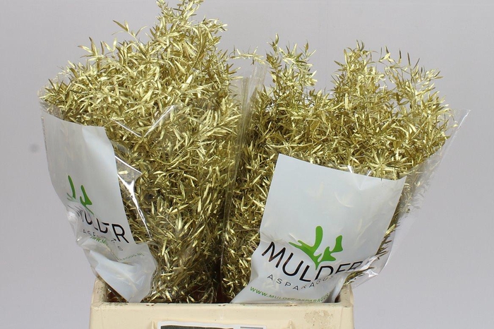 <h4>Asparagus Cwebe Gold X50</h4>