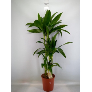 Dracaena frag. 'Janet Craig'