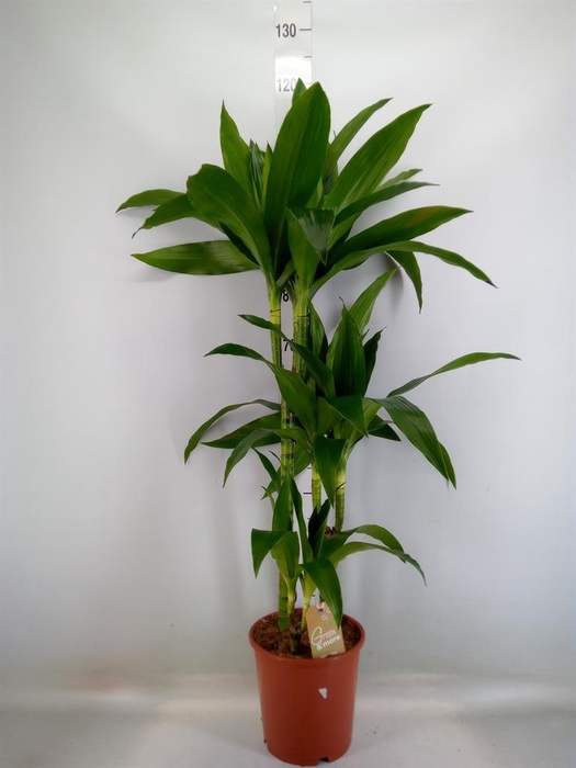 <h4>Dracaena frag. 'Janet Craig'</h4>