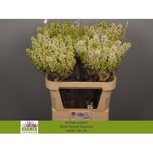 SYR V MME FL STEPMAN