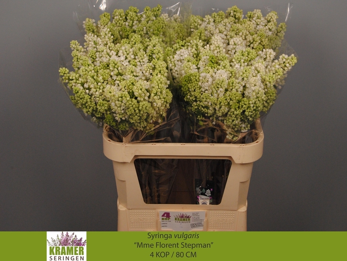 <h4>SYR V MME FL STEPMAN</h4>