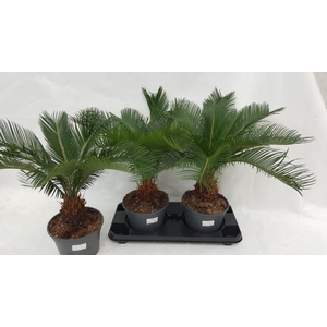 CYCAS REVOLUTA