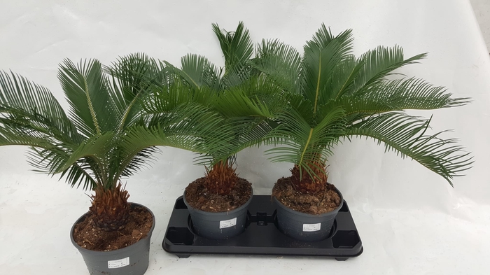 <h4>CYCAS REVOLUTA</h4>