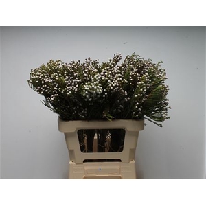 Kaaps Brunia Spray