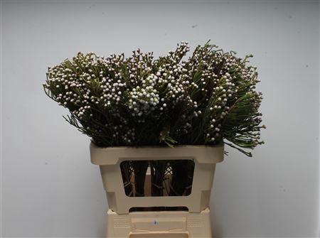 <h4>Kaaps Brunia Spray</h4>
