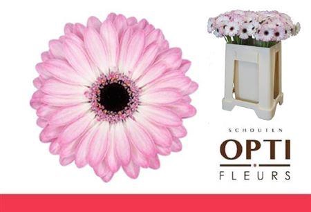 <h4>Ge Mi Lollipop</h4>