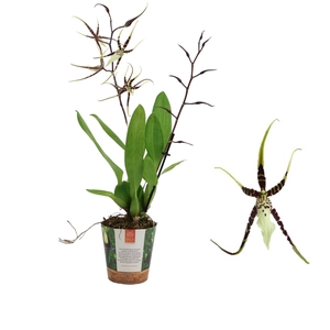 Inca Brassia Toscane 2 spike in Jungle cover