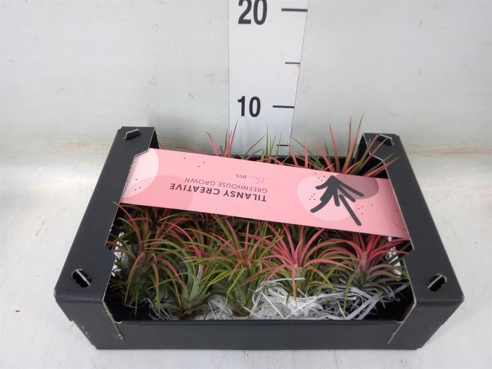 <h4>Tillandsia ionantha</h4>