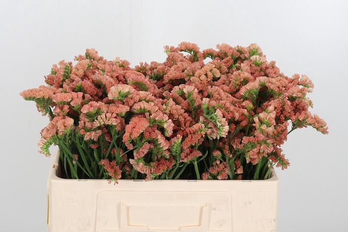 <h4>Lim S Royal Orange</h4>