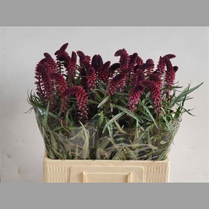Lysim Atropurpurea