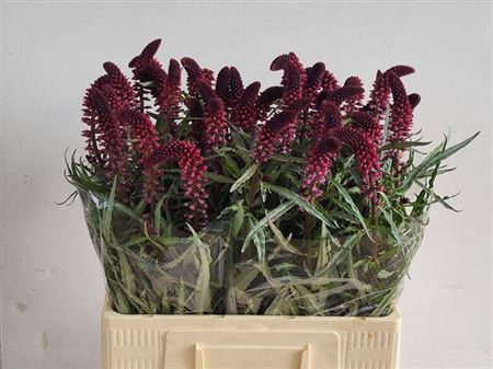 <h4>Lysim Atropurpurea</h4>