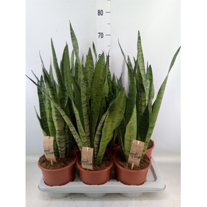 Sansevieria zeylanica