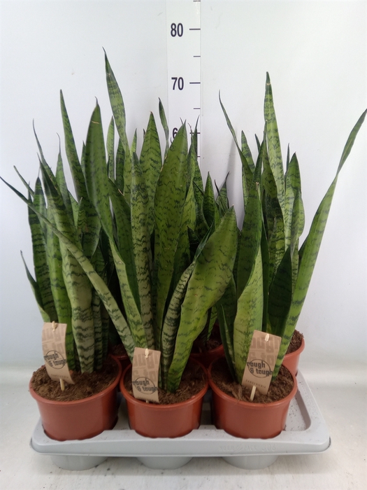 <h4>Sansevieria zeylanica</h4>