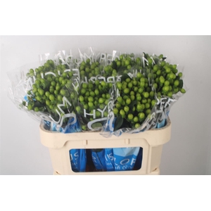 Hyp Coco Bamboo Green