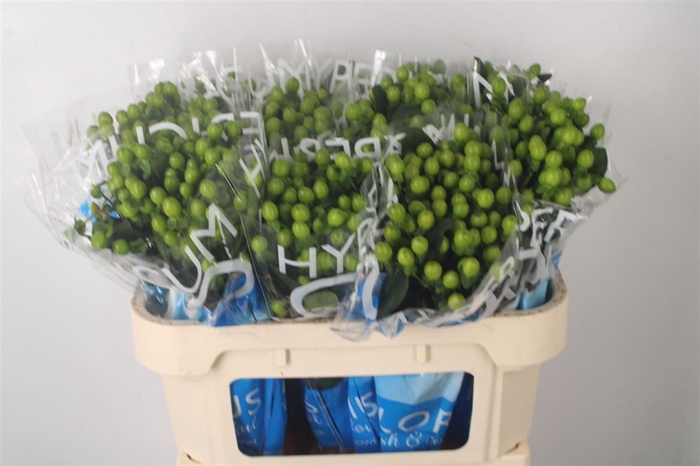 <h4>Hyp Coco Bamboo Green</h4>