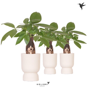 Kolibri Greens Pachira in Diabolo pot travertine