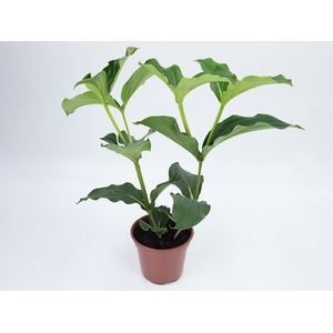 MEDINILLA MAGNIFICA P17