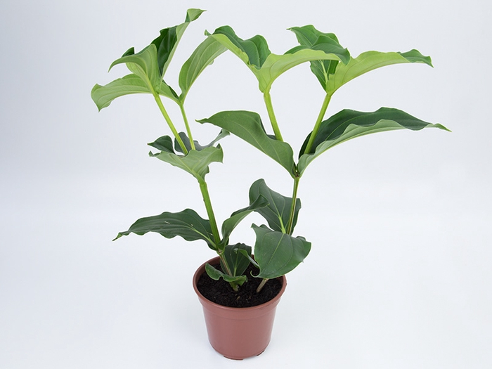 <h4>MEDINILLA MAGNIFICA P17</h4>
