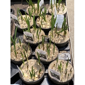 Fritillaria mel. x 10 i lerpotte