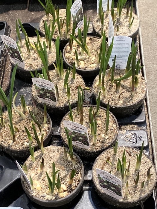 <h4>Fritillaria mel. x 10 i lerpotte</h4>