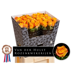 R Gr Catalunya Hulst