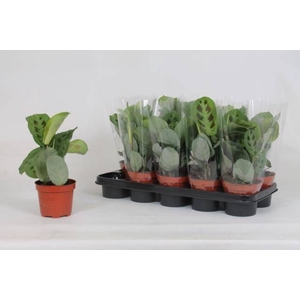 MARANTA KERCHOVEANA
