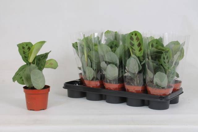 <h4>MARANTA KERCHOVEANA</h4>