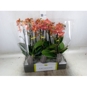 Phalaenopsis multi.   ...orange