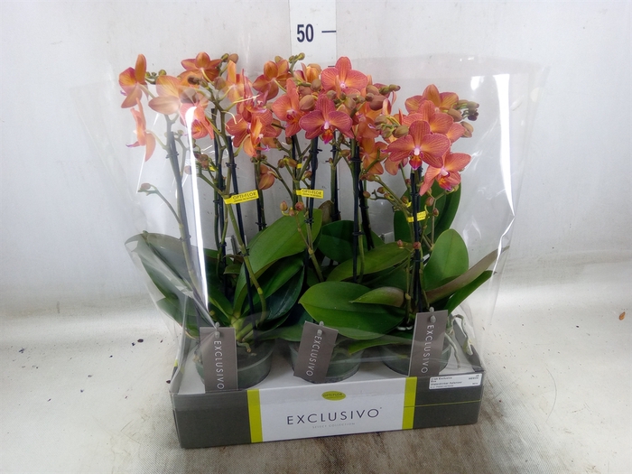 <h4>Phalaenopsis multi.   ...orange</h4>