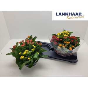 KAL EN GEM IN POT