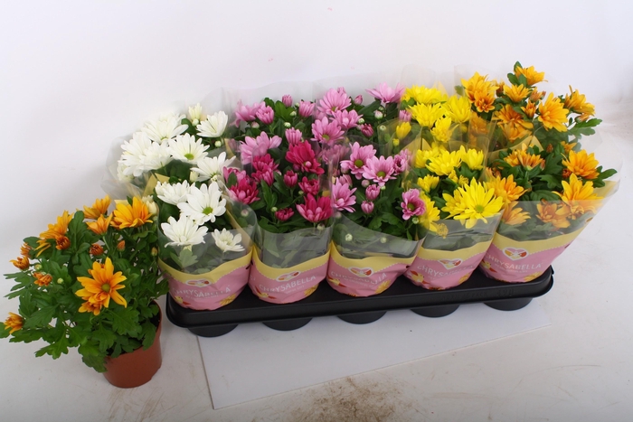 <h4>CHRYS GEM 5 KL</h4>