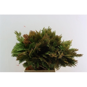 Chama Thuja Orange Elegantissima