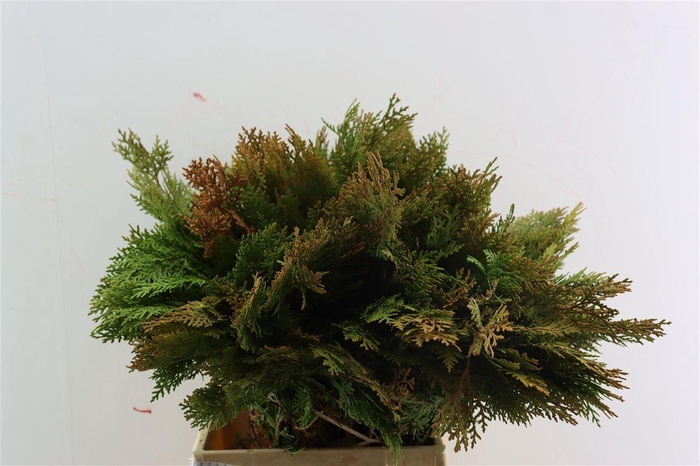 Chama Thuja Orange Elegantissima