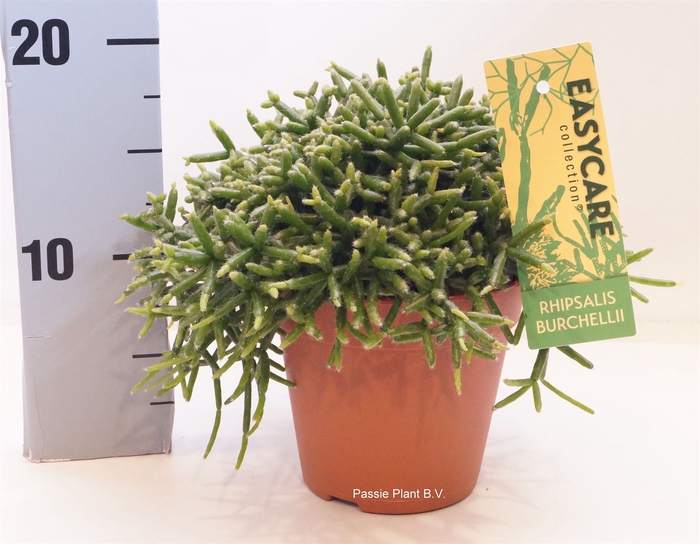 <h4>Rhipsalis burchellii</h4>