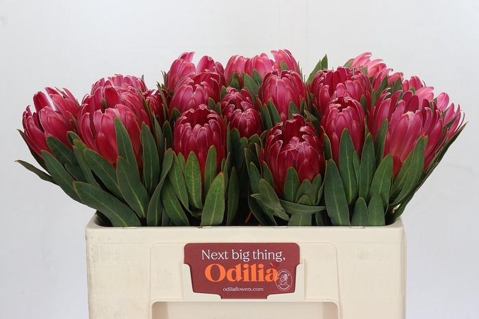 <h4>Protea Brenda</h4>