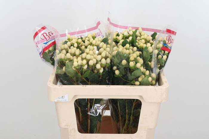 <h4>Hyp I Brisk Vanilla</h4>