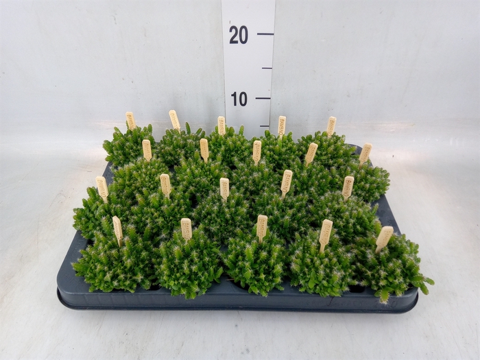 <h4>Hylocereus undatus</h4>