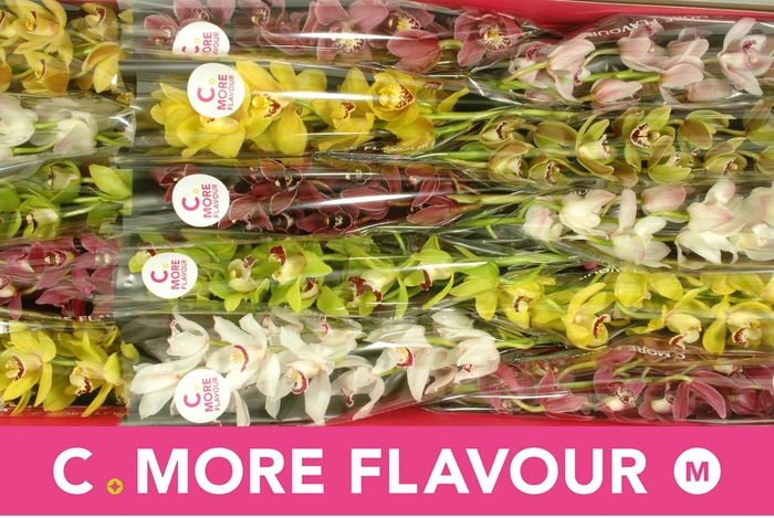 <h4>CYMB MI GEM</h4>