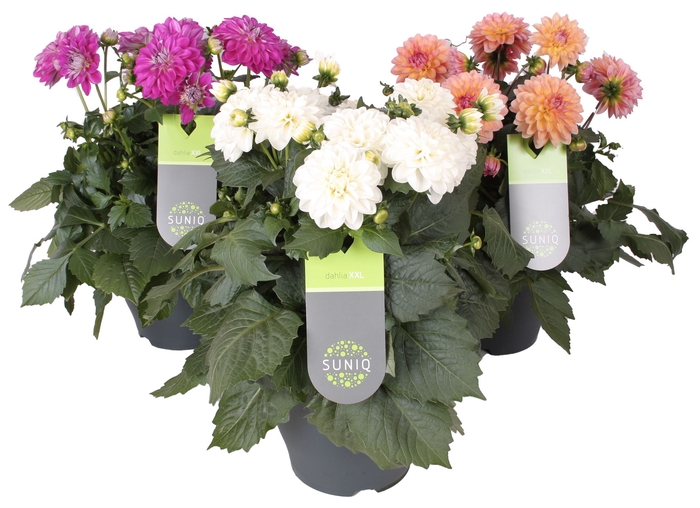 <h4>Dahlia DE 'XXL Aztec'   ...patio</h4>