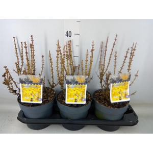 Forsythia intermedia