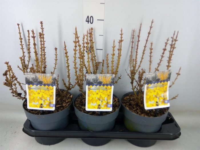 <h4>Forsythia intermedia</h4>