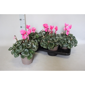 Cyclamen  Super Serie XXL Neon Pink