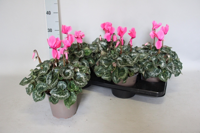 <h4>Cyclamen  Super Serie XXL Neon Pink</h4>