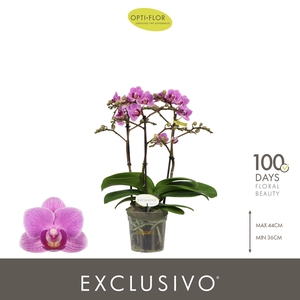 Exclusivo Violet Queen 3 spike